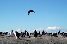 Eselspinguin (89 von 97).jpg